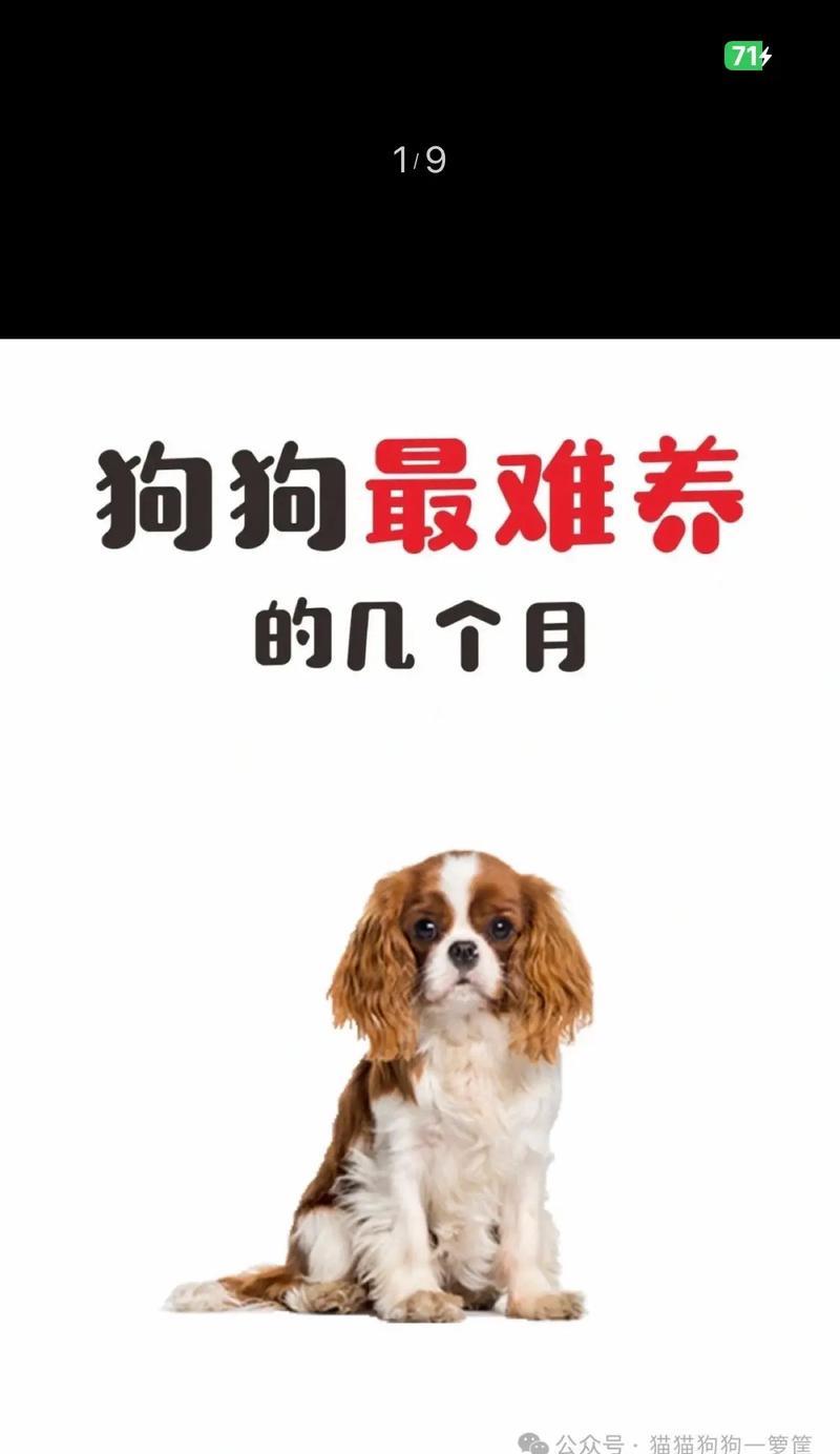 狗狗也会长痘痘？解析狗狗皮肤问题的关键是什么（了解狗狗长痘的原因与治疗方法，守护狗狗的健康）