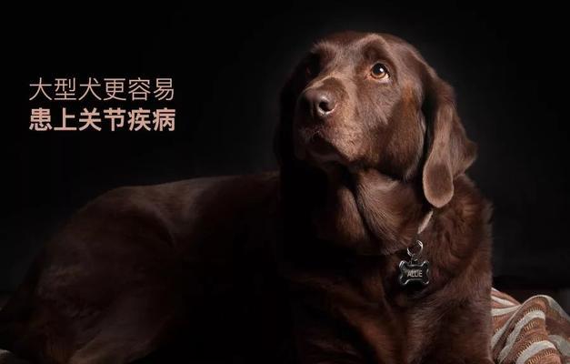 狗狗能吃鸡蛋吗？解析狗狗饮食中的鸡蛋问题（鸡蛋对狗狗有何益处？了解正确喂食方式和注意事项）