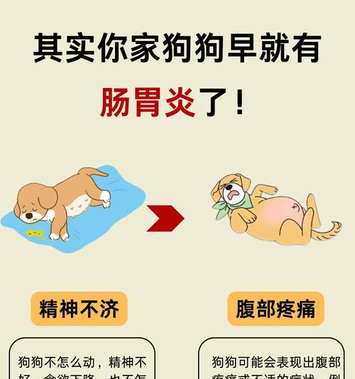 狗狗胃炎的症状及处理方法（了解狗狗胃炎的常见症状，及时采取措施保护宠物的胃健康）