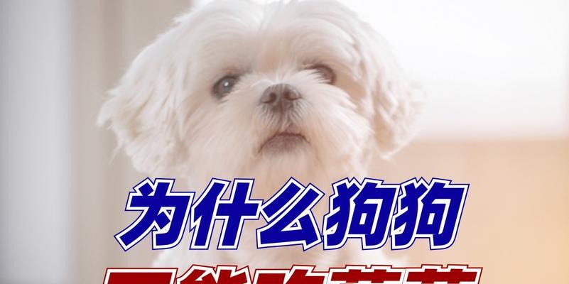 揭秘狗狗寿命短暂的秘密（为什么狗狗的寿命只有十年？与人类相比有何差异？）