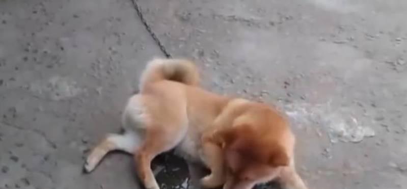 狗狗被打到尿尿，这样狗狗是否受伤？（探究狗狗被打到尿尿对其身体的影响及处理方法）