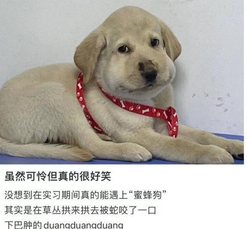狗狗吃了驱虫药后的反应及处理方法（了解狗狗食用驱虫药后可能出现的症状，正确处理保护你的宠物健康）