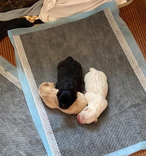 带小狗回家的必备准备（训犬师告诉你该如何做）