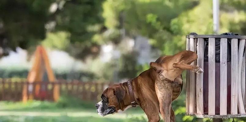 铲屎官必备技能（为你的爱犬提供全面的护理和培养，成为优秀的铲屎官！）