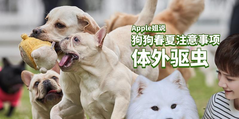 不打疫苗不驱虫，狗狗的健康将受到威胁（了解狗狗不打疫苗和不驱虫的风险，为它们的健康保驾护航）