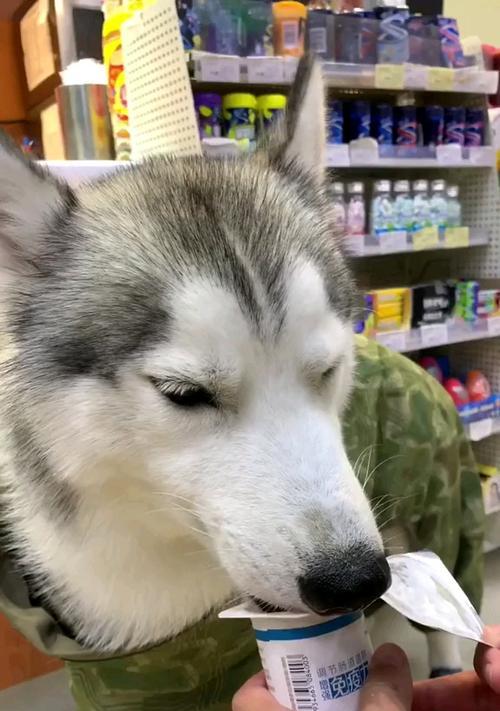 酸奶对狗狗的喂养有益吗？（选择适合狗狗的酸奶品种与注意事项）