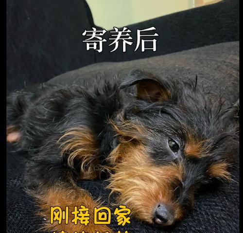 如何带宠物狗回家（外地居住宠物携带方法解析）
