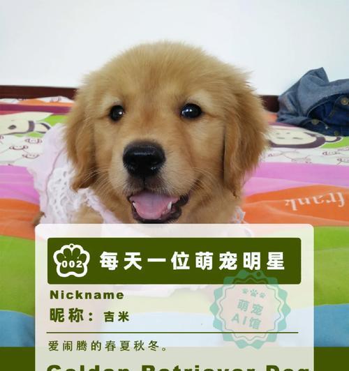 金毛咬主人行为纠正方法（重要的）
