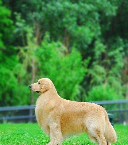 探索宠物犬的世界（揭秘常见宠物犬品种及魅力所在）
