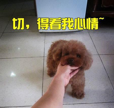 揭秘狗贩子为何夸大狗狗年龄的真实原因（了解狗贩子为何夸大狗狗年龄的关键因素和应对方法）