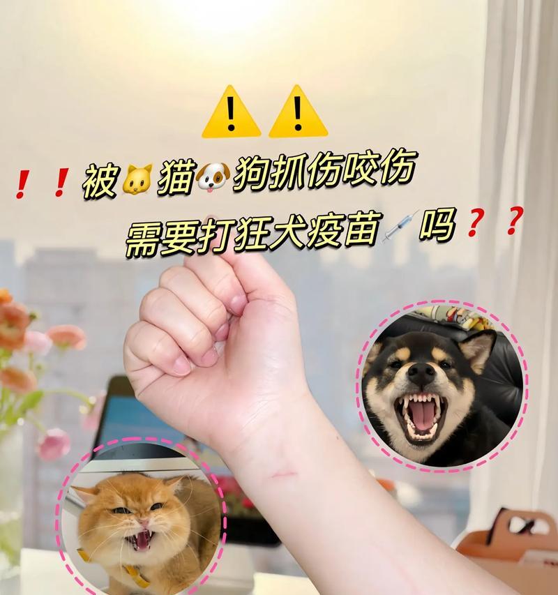 被狗狗抓伤咬伤不能忽视的基本处理方法（保护伤口，预防感染，加强伤口清洁）