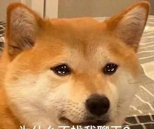 狗狗翻脸不认人的五种行为（了解这些行为，让你和狗狗保持良好关系）