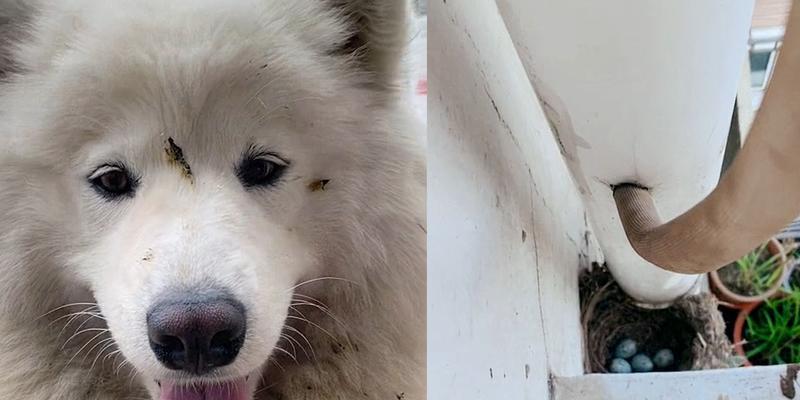 宠物狗的行为状态（通过观察和理解狗狗的行为，建立更好的主人和宠物关系）