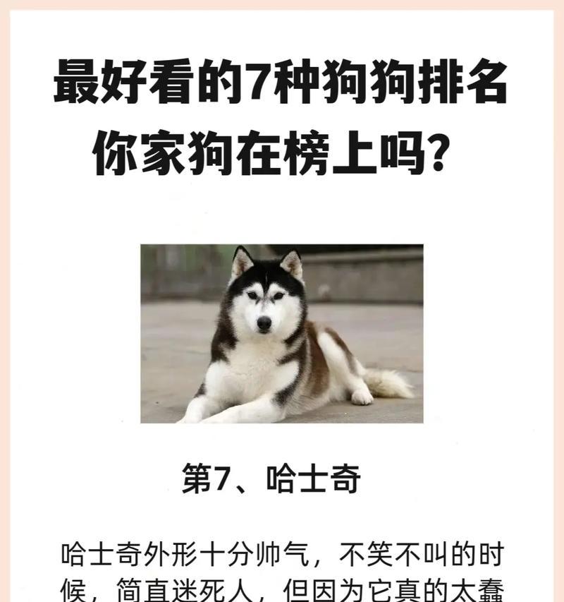 探秘昆明犬的魅力（高颜值的昆明犬受宠若惊，谁能抵挡？）