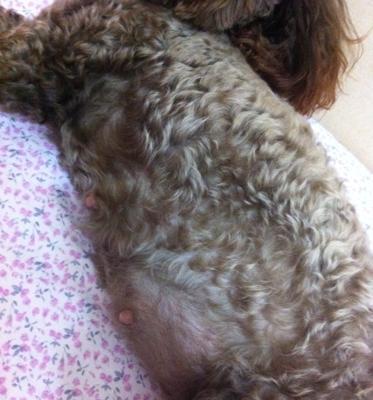 狗狗体重的标准及参考表（了解你的狗狗是否健康的重要指标）