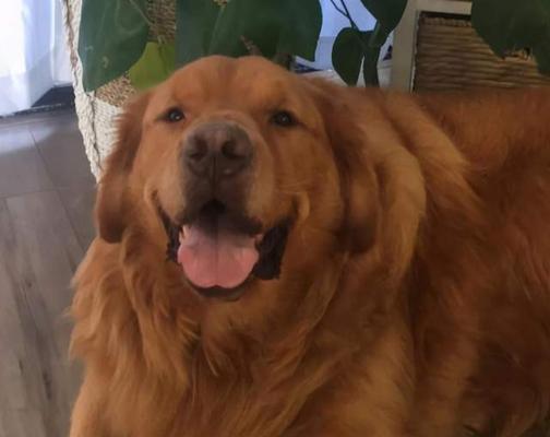 糖尿病金毛犬的挑战与抚养技巧（探索糖尿病在金毛犬中的影响及应对方法）