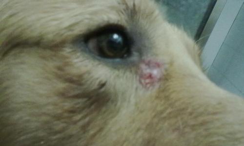 金毛幼犬眼屎过多的原因及解决方法（探讨金毛幼犬眼屎过多的6个原因以及如何解决）