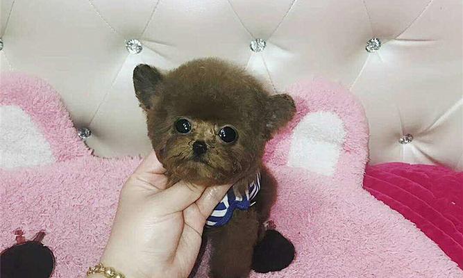 如何挑选适合的茶杯犬？（关键提示帮助您购买心仪的小型犬）
