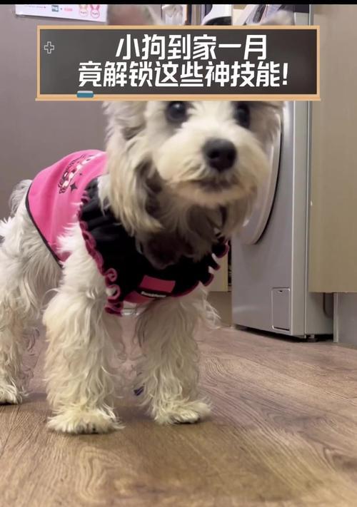 如何科学养小狗？（初次养小狗的关键方法与技巧）