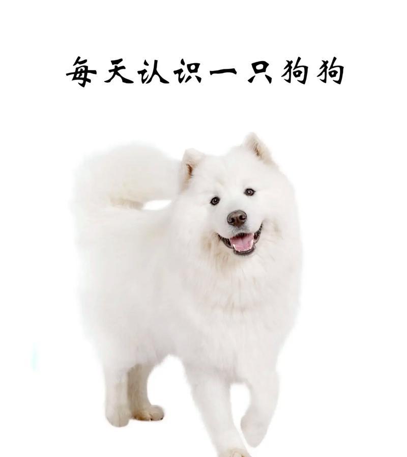 避免这些错误的饲养方式，给萨摩耶犬健康幸福的生活（关注细节，打造舒适的家庭环境）