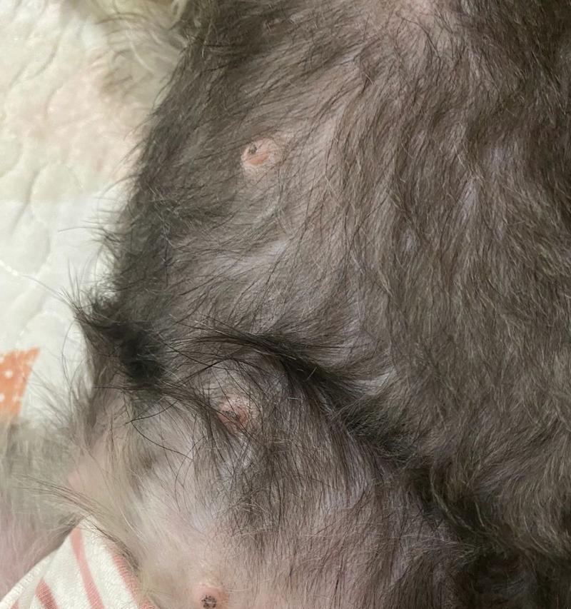 狗狗来月经了能否洗澡？（月经期间注意事项及正确的洗澡方式）