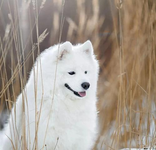 如何挑选一只合适的萨摩耶犬？（萨摩耶犬挑选技巧详解，让你买到理想的宠物伴侣）