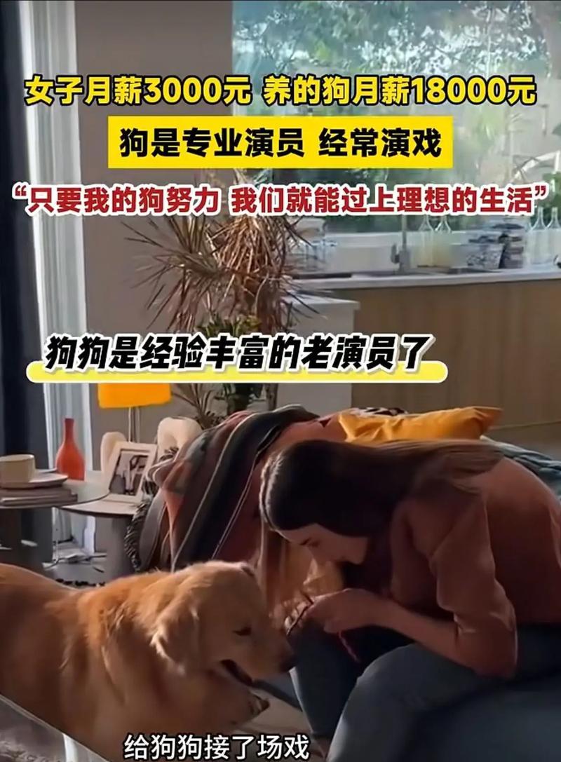 养好金毛的必知十要素（为宠物金毛的主人准备的关键信息）