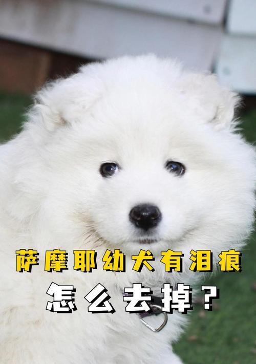 5招有效改善以萨摩耶的泪痕毁颜值（让你的萨摩耶重获美丽，告别泪痕问题）