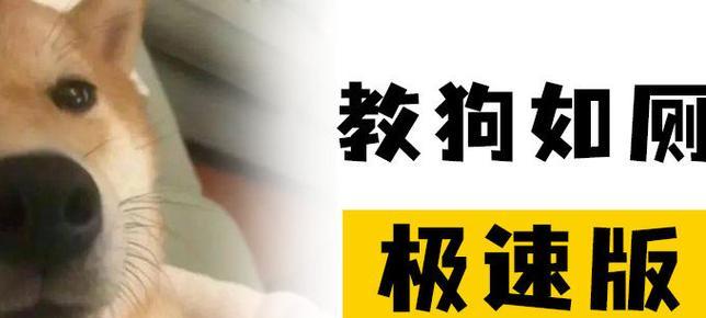 如何轻松搞定狗狗定点大小便（3种方法教你培养狗狗定点大小便习惯）