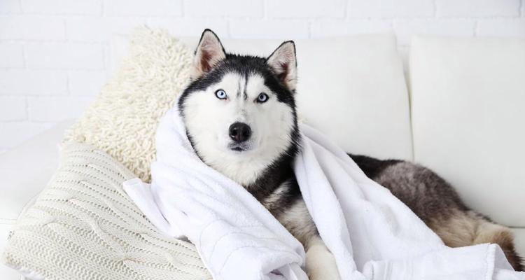 母犬生产后的营养补给（为你的母犬提供正确的营养，帮助她恢复和喂养宝宝）