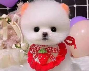 揭秘日本网红犬——俊介犬的来历与特点（探寻博美犬为何又叫俊介犬，真相大揭秘）