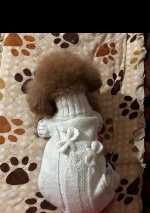 编织狗狗衣服的乐趣与技巧（图解教程，让你成为狗狗衣服编织达人）