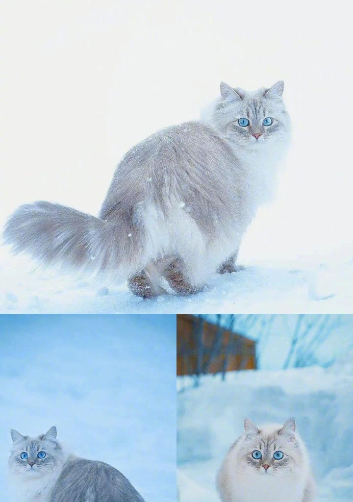 探秘充满魅力的西伯利亚森林猫（发现西伯利亚森林猫的独特魅力与特点）