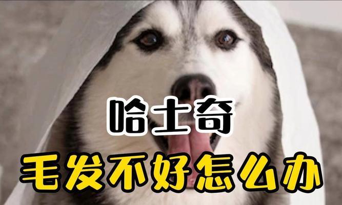 如何让哈士奇的毛发变得更好？（除了饮食和清洁，你还需要知道的关键要点）