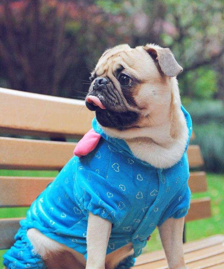 探秘以巴哥犬（解码以巴哥犬的魅力，揭开它们最受欢迎的原因）