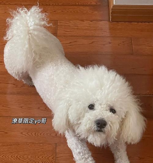探索卷毛狗狗的魅力（从卷毛狗狗的妈妈们说起，了解它们的独特之处）