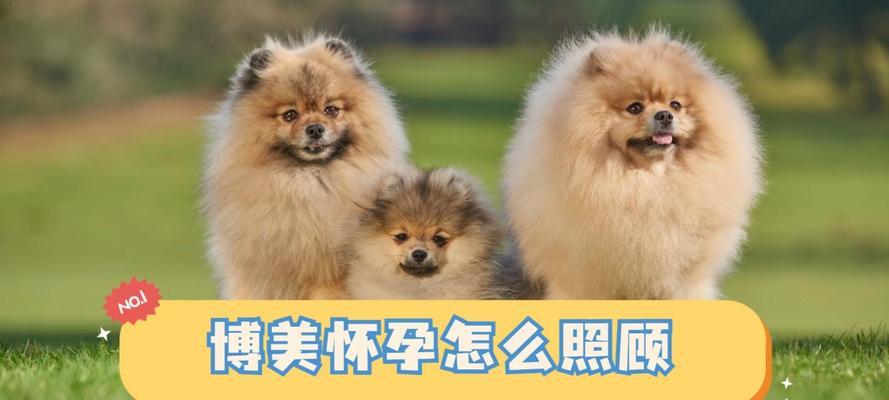 狗狗怀孕的特别照顾方法（细心呵护，让狗狗安心度孕期）