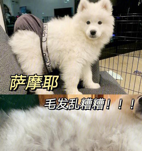 如何保持萨摩耶毛发纯白？（简单有效的方法让你的萨摩耶绽放雪白光彩）