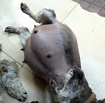 狗狗肚子鼓鼓的原因及正确喂食方法（了解狗狗肚子鼓鼓的原因，科学喂养让它恢复健康）
