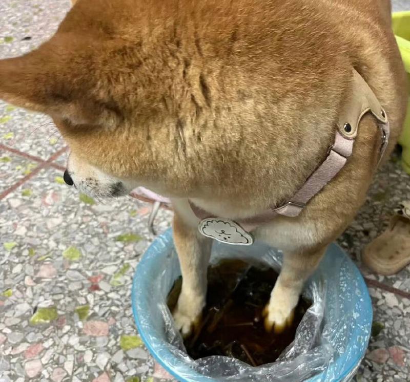 狗狗也会得脚气？这是为什么？（了解狗狗脚气的原因和预防方法，让我们的宠物健康快乐）
