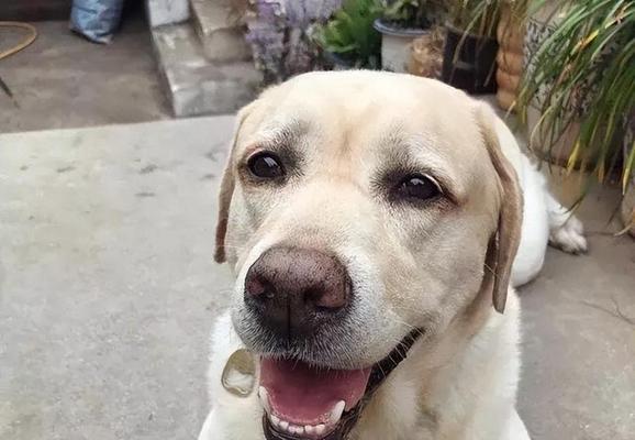 适合家养的温顺犬种（安全可靠的宠物选择，不必担心咬伤）