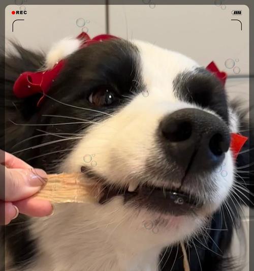 适合女生饲养的宠物犬（单身女生的完美伴侣）
