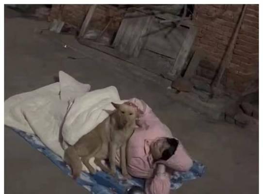 女生为什么喜欢和狗狗一起睡觉？（探究女生与狗狗共同入眠的原因）