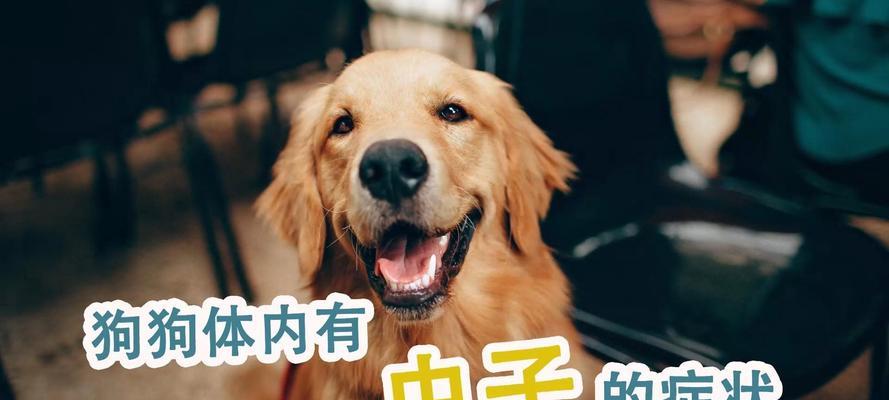狗狗为什么不吃食？——探究体内寄生虫的影响（寻找狗狗不吃食的原因，解决体内寄生虫问题）