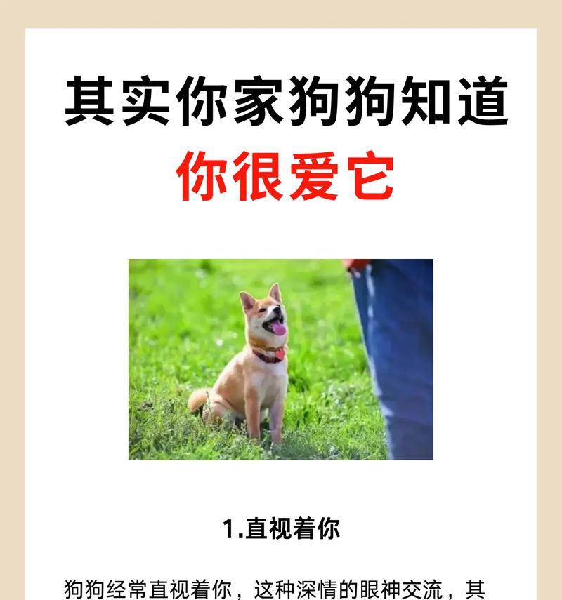 狗狗为什么会热情地迎接你？（探究狗狗对主人的热情表达与原因）