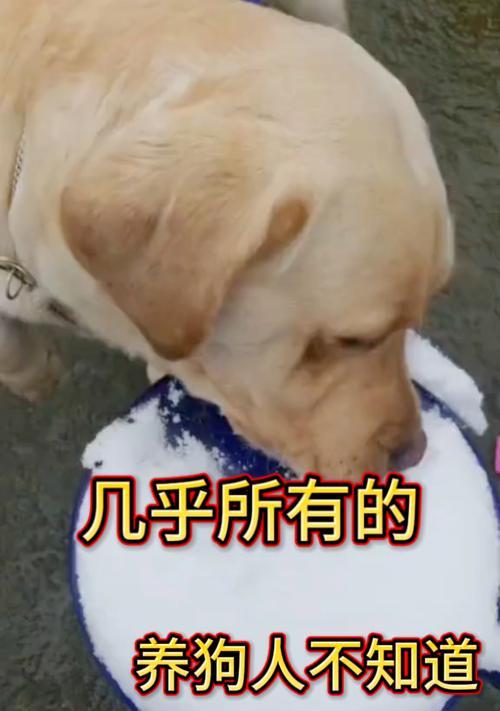 养狗前先知道的小秘密（揭开养狗的不为人知的细节）