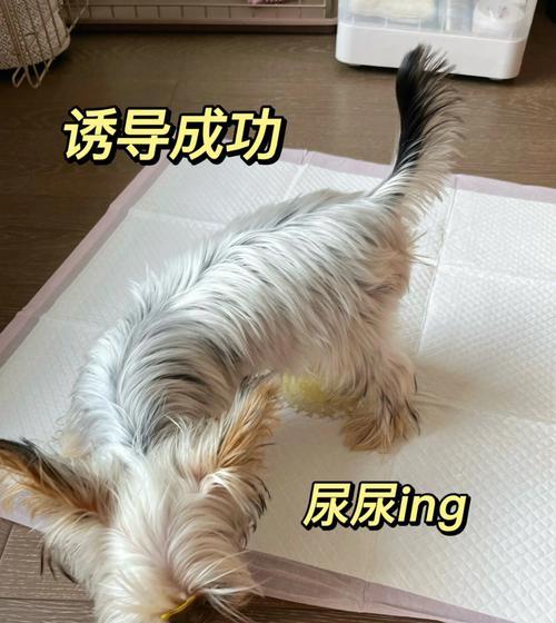 如何正确补钙给你的狗狗（预防狗狗钙元素不足，让它健康成长）