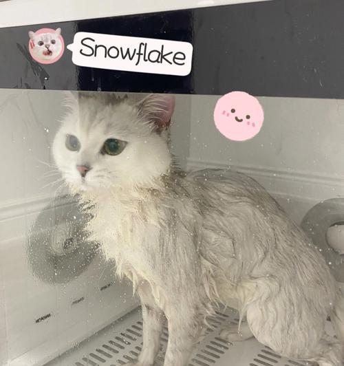猫咪洗澡的注意事项（一起了解如何正确给猫咪洗澡）