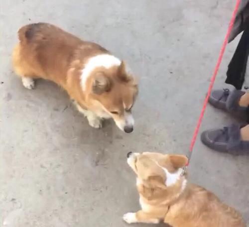 狗狗过分活泼闹腾的原因及处理办法（解决狗狗过度活泼问题的有效方法）