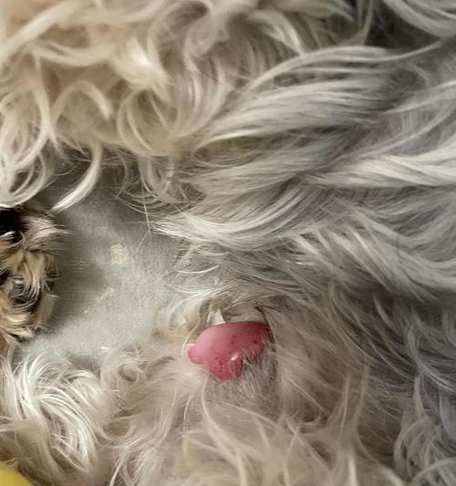狗狗交配（狗狗绝育的优缺点与注意事项）